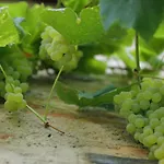 Cascina La Cinciallegra Oggiono