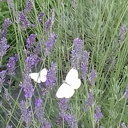 Cascina La Cinciallegra 4* Oggiono